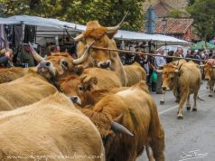 POTES CELEBRA SU 3ª FERIA DE AÑO EL PRÓXIMO 1 DE MAYO. FERIA DE AÑO EN POTES 2017