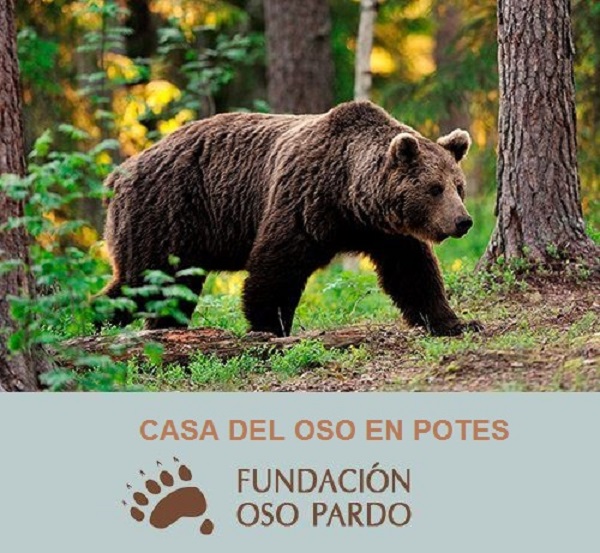 CASA DEL OSO EN POTES CASA DEL OSO