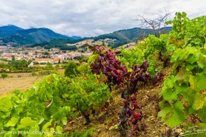VENDIMIA EN LIÉBANA