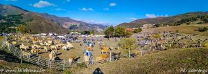 FERIA DE LERONES