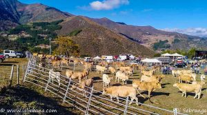 FERIA DE LERONES