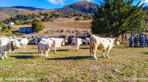 FERIA LERONES 2017 (1 de 1)-19
