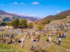 LERONES ACOGE HOY 9ª FERIA EXPOSICIÓN AYTO DE PESAGUERO FERIA DE LERONES