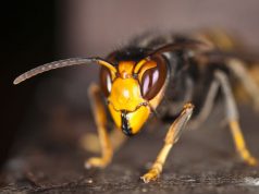 EL AVISPÓN ASIÁTICO: EL DEPREDADOR QUE LLEGÓ A ESPAÑA CON LA GLOBALIZACIÓN. AVISPÓN ASIÁTICO
