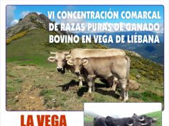 VI Concentración Comarcal de Razas Puras de Ganado Bovino en Vega de Liébana Vega de Liébana