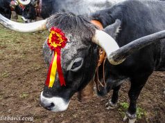 EXPOSICIÓN DE RAZAS PURAS DE VACUNO Y OVINO EN LA FERIA DE LOS SANTOS EN POTES. POTES