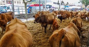 FERIA DE LOS SANTOS EN POTES