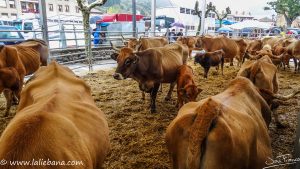 FERIA DE LOS SANTOS EN POTES