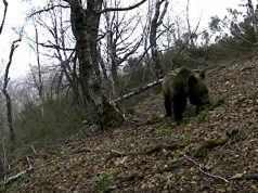 EL OSO BEATO VUELVE A BUSCAR COMIDA CERCA DE LAS CASAS BEATO