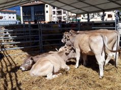 CELEBRADA LA EXPOSICIÓN NACIONAL DE RAZA PARDA DE MONTAÑA EN POTES POTES