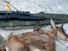 La Guardia Civil investiga a cuatro furtivos por cazar dos rebecos en Picos de Europa POTES
