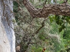 Efectivos de Emergencias Cantabria 112 rescatan a una pareja en la vía ferrata de La Hermida