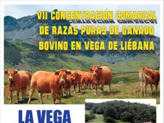 VII CONCENTRACIÓN COMARCAL DE RAZAS PURAS DE GANADO BOVINO EN VEGA DE LIÉBANA
