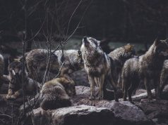 CONFERENCIA: “EL LOBO. GENESIS DE UN MIEDO ANCESTRAL” EN POTES POTES