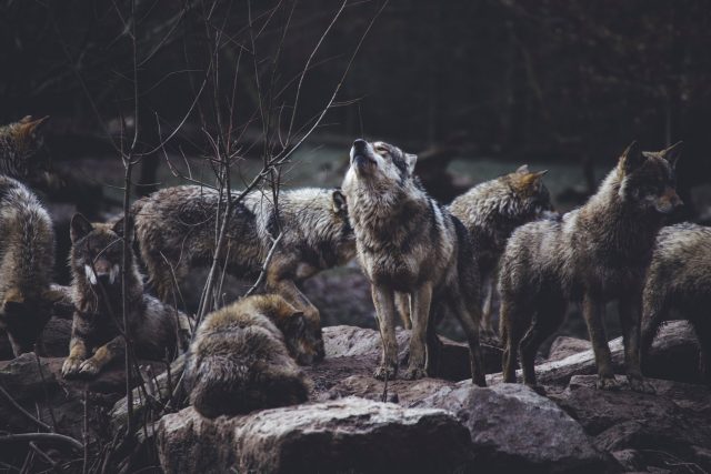 thomas-bonometti-dtfyRuKG7UY-unsplash POTES