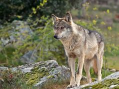 PRESENTADA UNA MOCION POR EL PP DE PESAGUERO PIDIENDO LA RECTIFICACION DEL GOBIERNO SOBRE LA PROTECCION AL LOBO