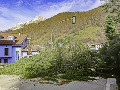 UN ARBOL DE GRANDES DIMENSIONES CAE SOBRE LA CALZADA EN ESPINAMA