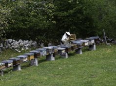 Ayudas a la mejora de la producción y comercialización de la miel en Cantabria para 2021.