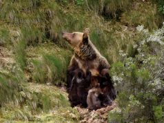 OSOS CANTABRICOS. DEMOGRAFIA, COEXISTENCIA Y RETOS DE CONSERVACION